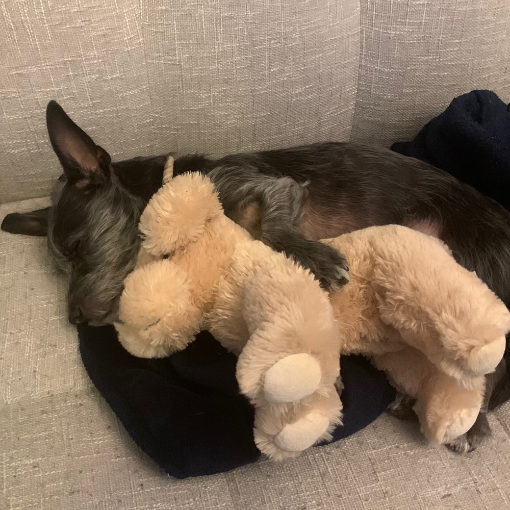 Meet your Posher, Peter